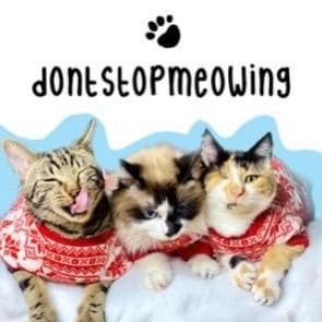 creator @dontstopmeowing